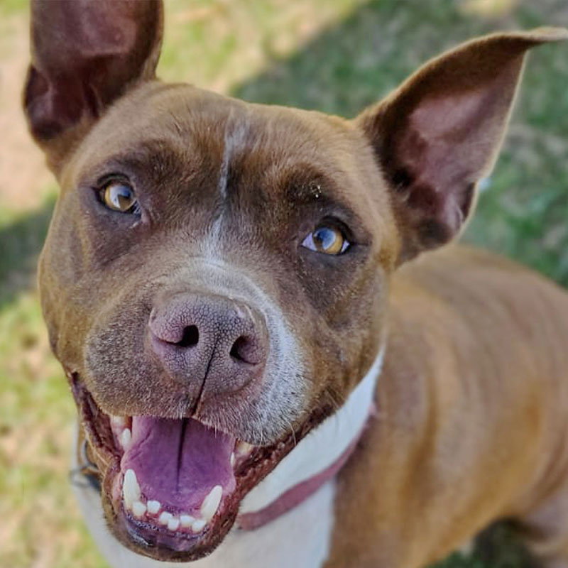 Pit Pals Pitbull Rescued Dog