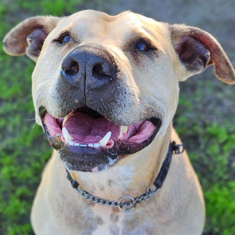 Pit Pals Pitbull Rescued Dog