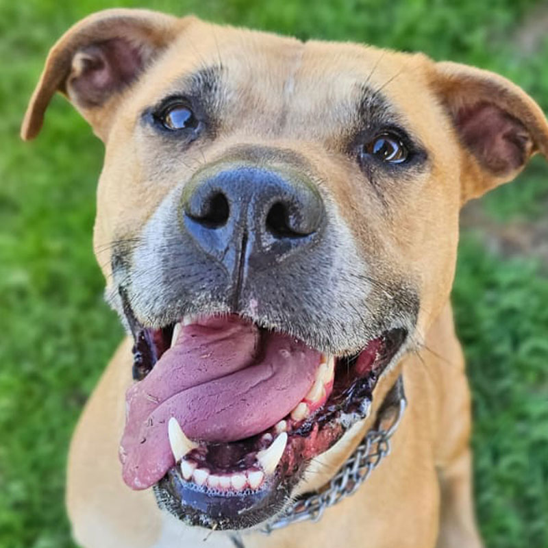 Pit Pals Pitbull Rescued Dog