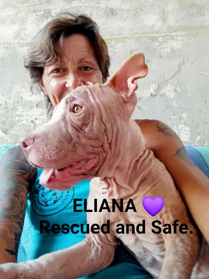 Pit Bull Rescue Organisation