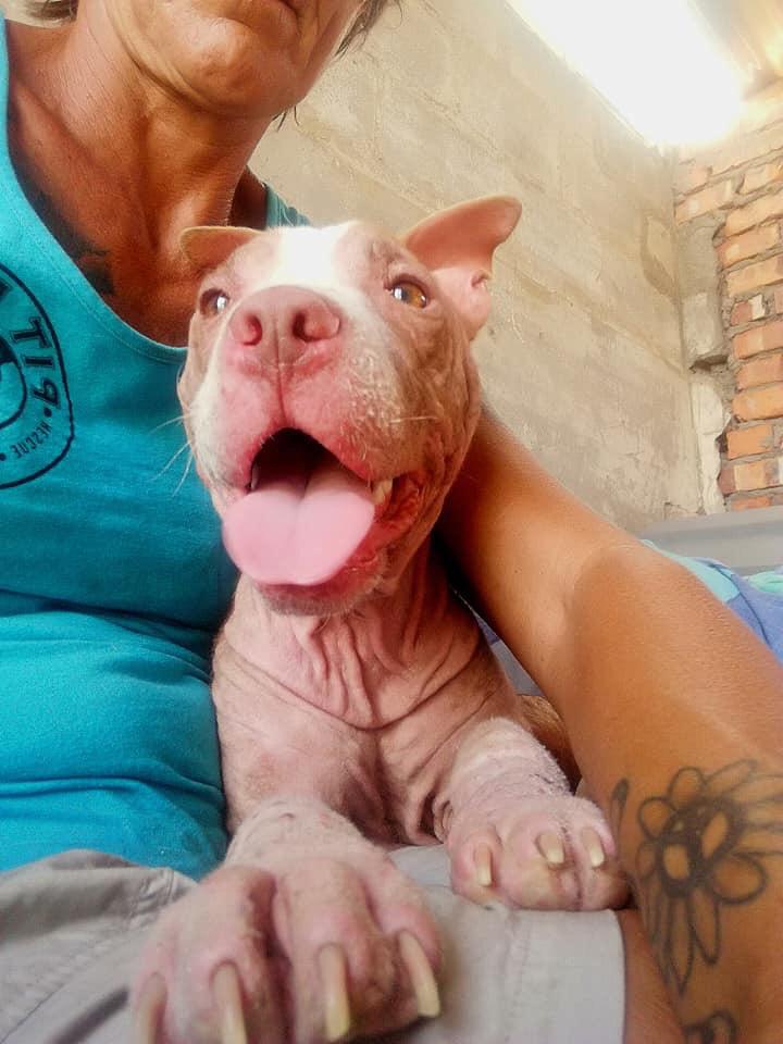 Pit Bull Rescue Organisation