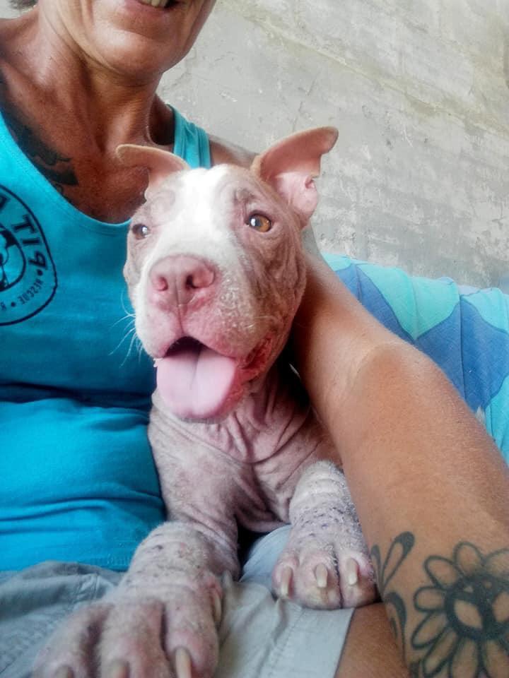 Pit Bull Rescue Organisation