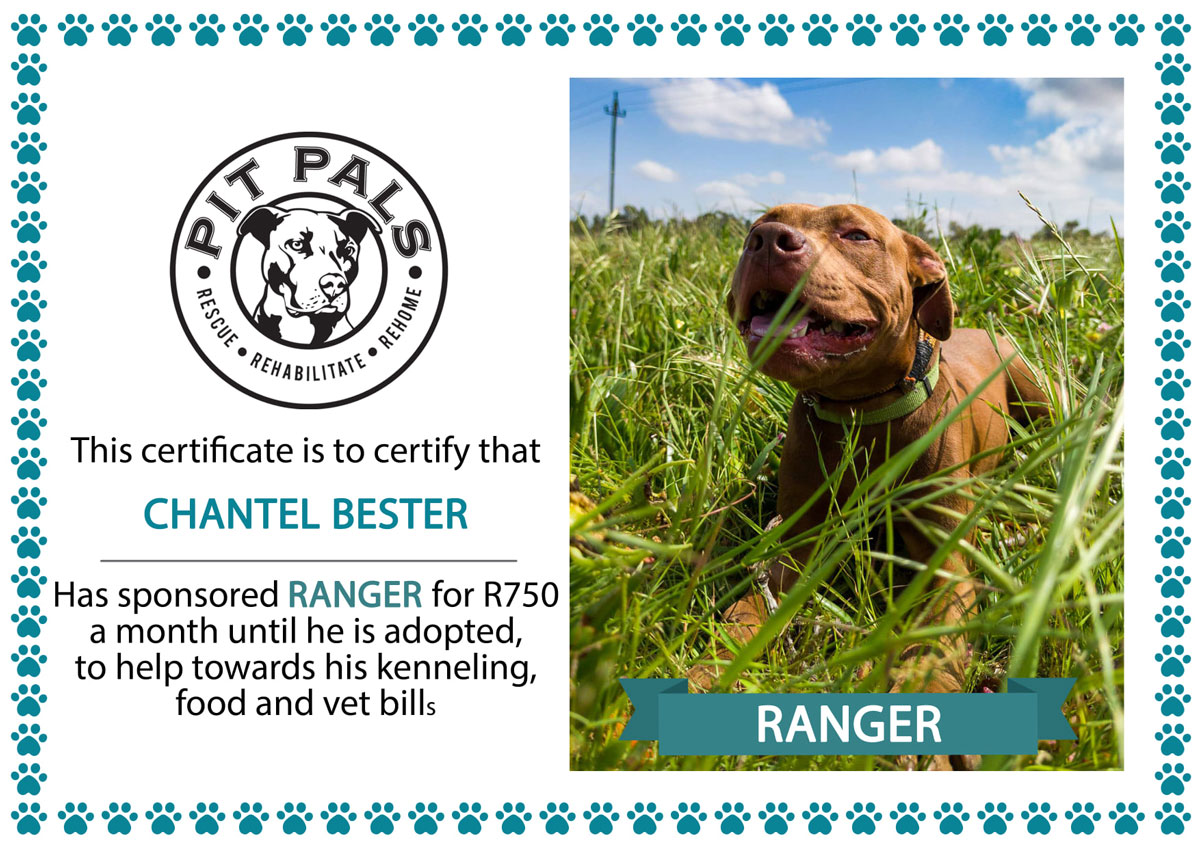 Sponsor a Pit Pal dog